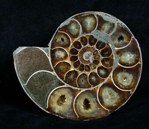 Cut & Polished Desmoceras Ammonite (Half) - #6329